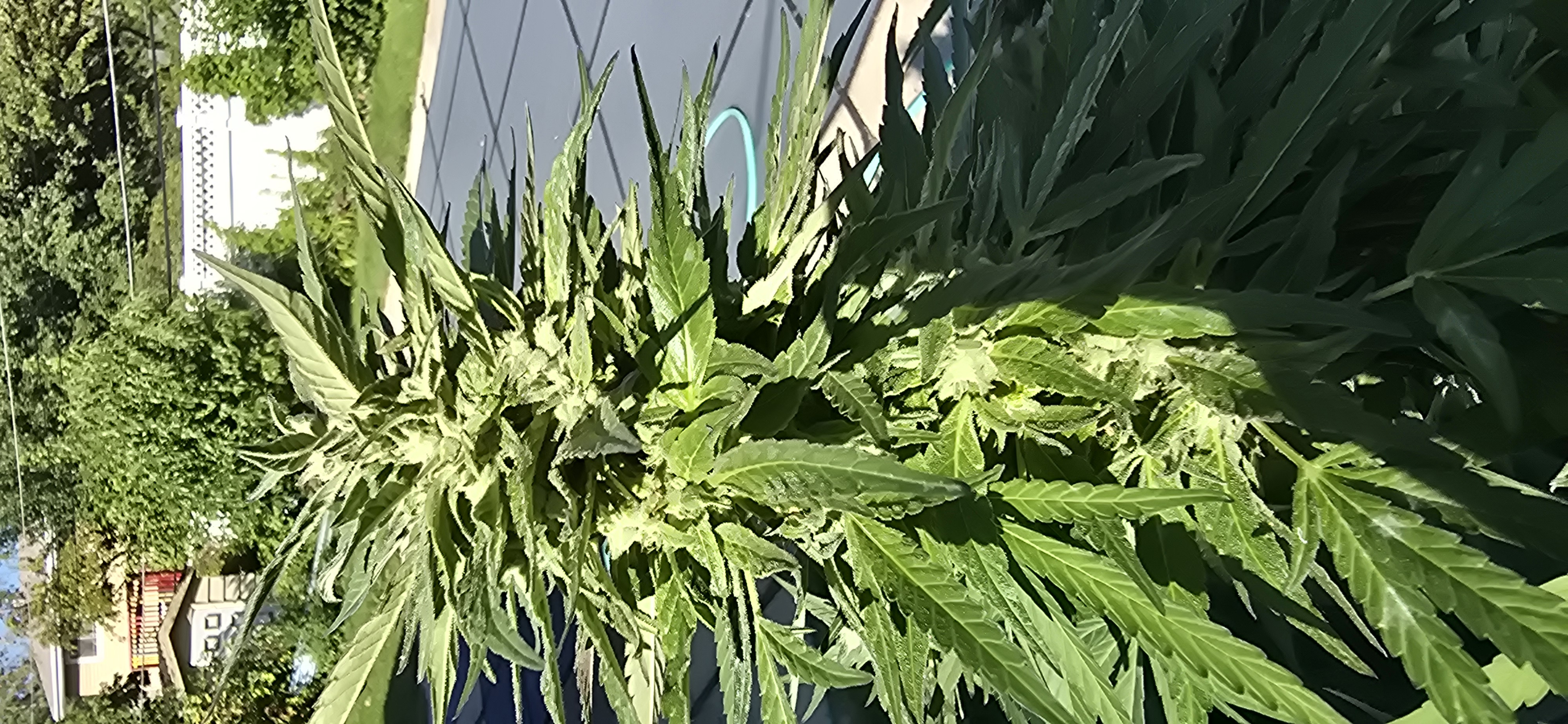 Outdoor Grow 3