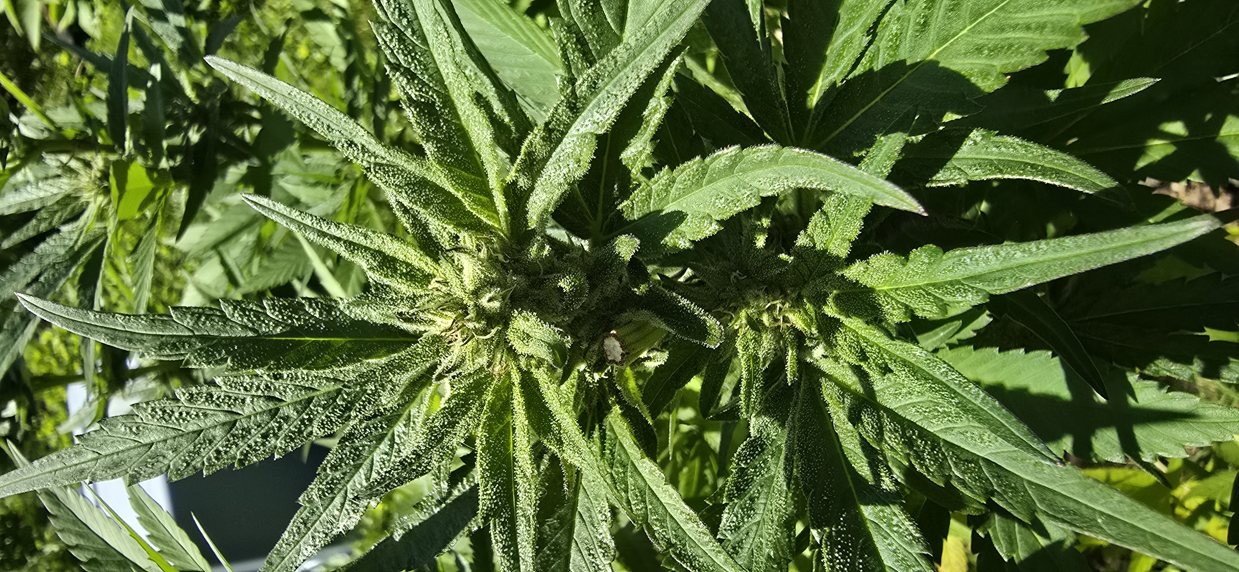 Outdoor Grow 4
